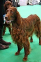 Crufts2011 711